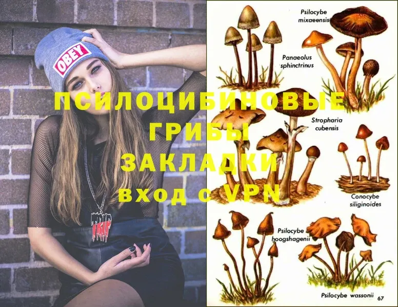 Галлюциногенные грибы MAGIC MUSHROOMS  omg онион  Рассказово  как найти наркотики 